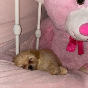 Meet your Posher, Jason